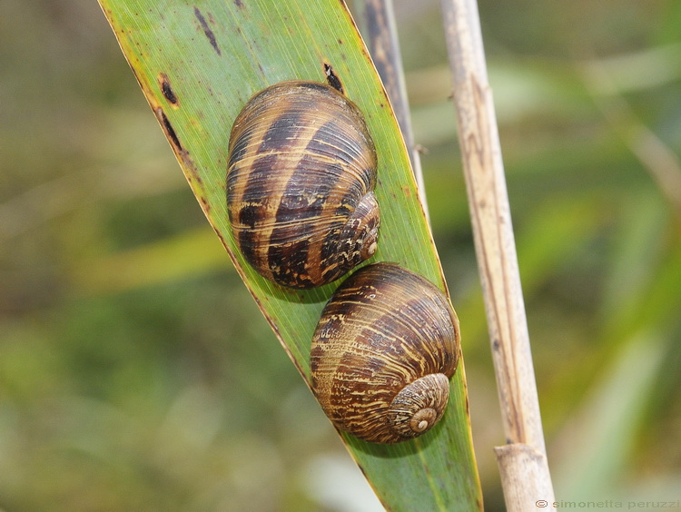 Gasteropoda pisano....